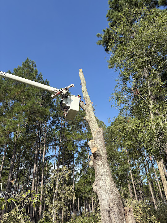 Elevated bucket truck beside a partially dismantled tree