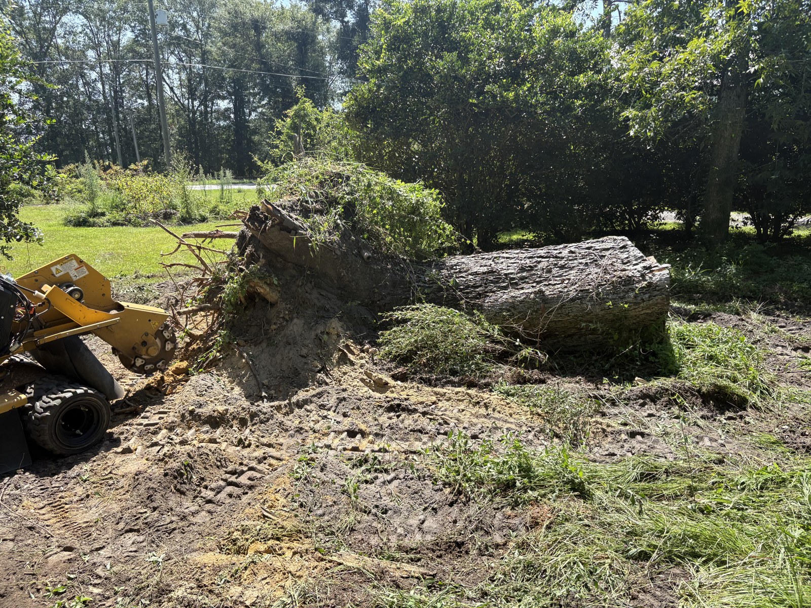 Large uprooted rootball and trunk beside a stump grinder