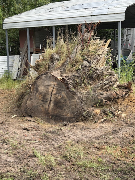 Large uprooted stump in front of a white porch