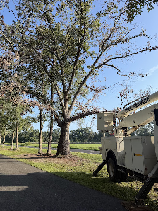 Bucket truck positioned beside a large tree and paved driveway